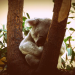 Braucht ein Koala Hypnose zum Schlafen?