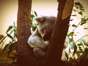 Braucht ein Koala Hypnose zum Schlafen?