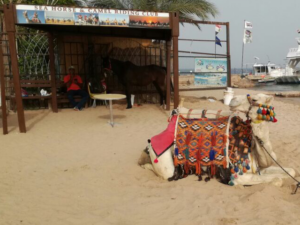 Urlaub, Rotes Meer, Ägypten, Hurghada,