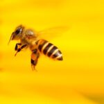 Rettet die Bienen