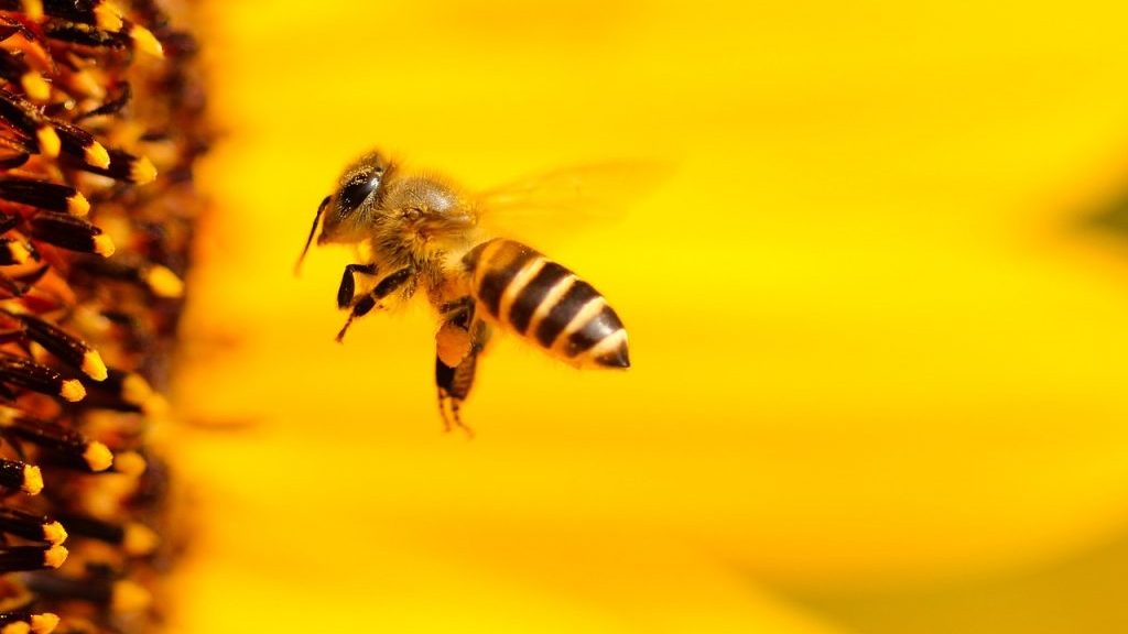 Rettet die Bienen