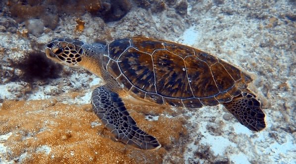 Schildkröte schwimmend