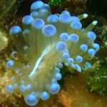 Nudibranch