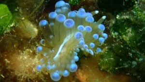 Nudibranch
