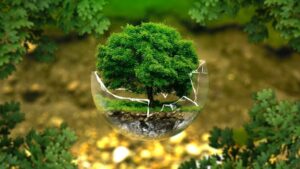 Mit Ecosia Bäume pflanzen
