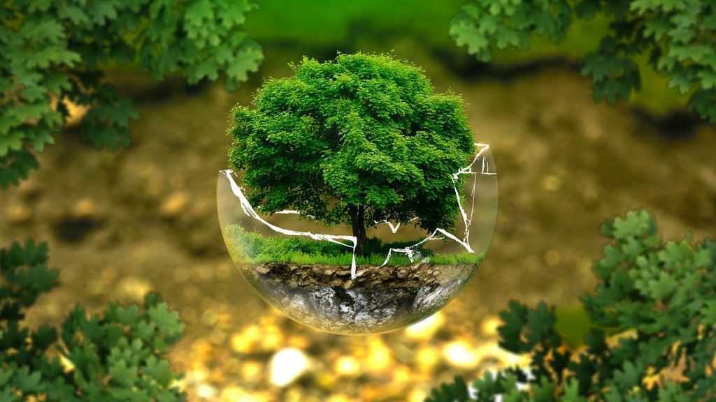 Mit Ecosia Bäume pflanzen