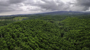 Aufforstung in Costa Rica