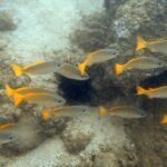 Fische im Meer