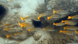 Fische im Meer