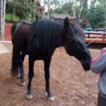 Tiere als Therapie