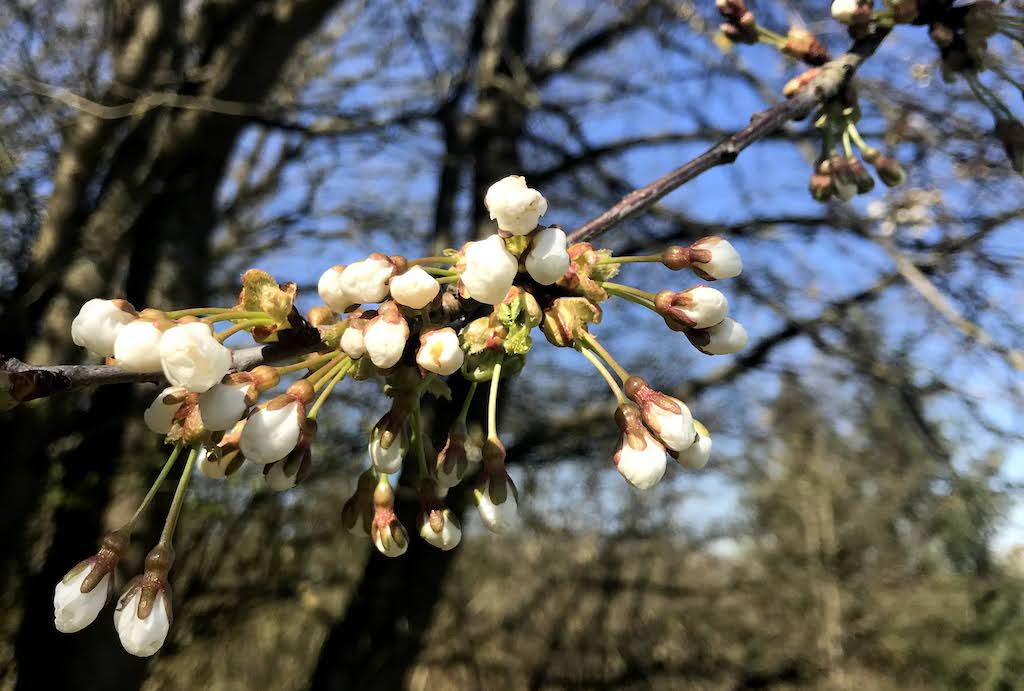 Apfelblüte