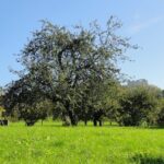 Streuobstwiese