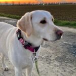 Hunde in Pflege