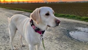 Hunde in Pflege
