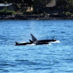 Intelligente Orcas