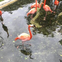 Flamingo Test