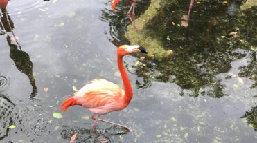 Flamingo Test